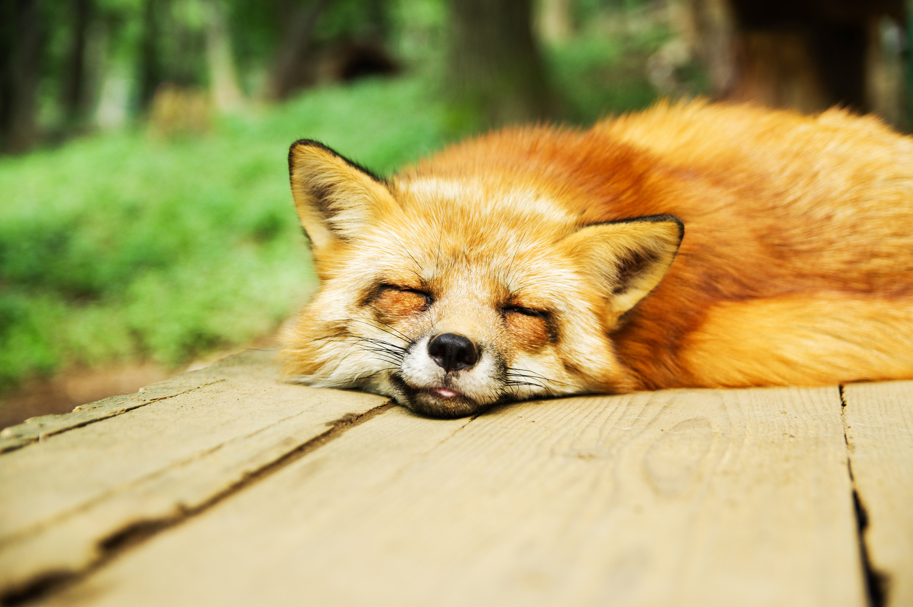 Red Fox Resting on a Wooden Board