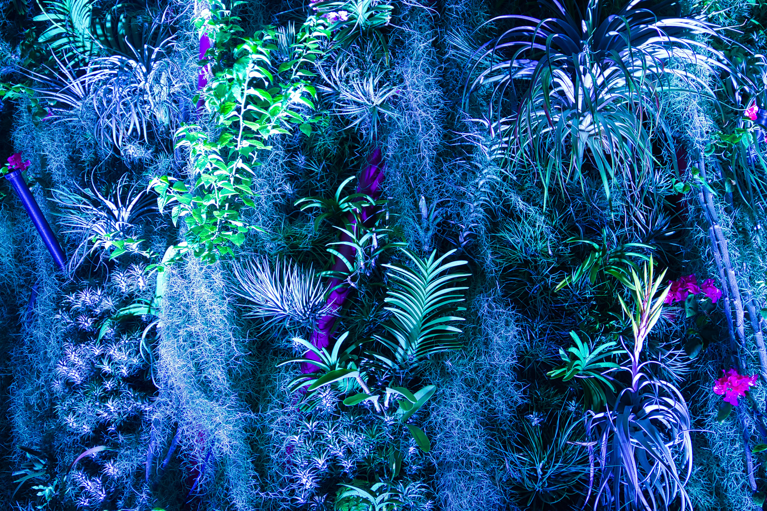 Avatar Plants in blue light